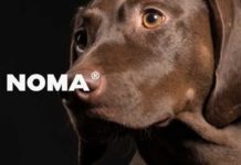 NOMA – Dog + Cat Eatery: Μαγειρεμένο φαγητό για κατοικίδια