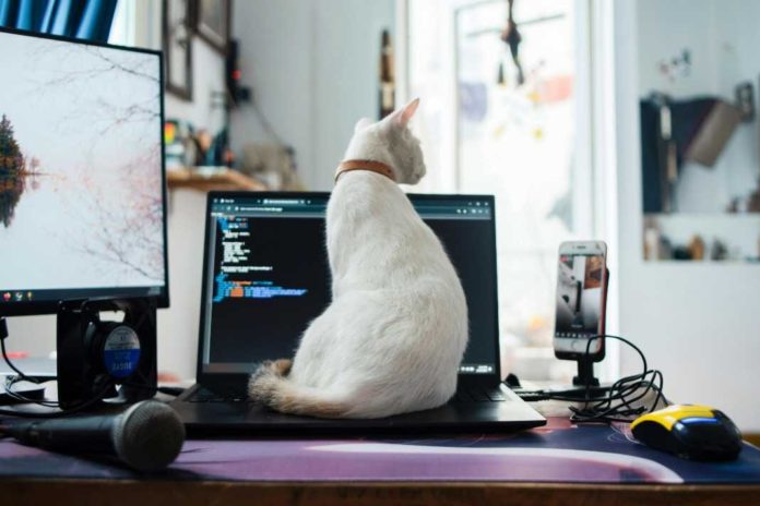 Pet marketing