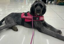 Friends for Life: Σκύλοι βοηθούν παιδιά με αυτισμό Friends for life