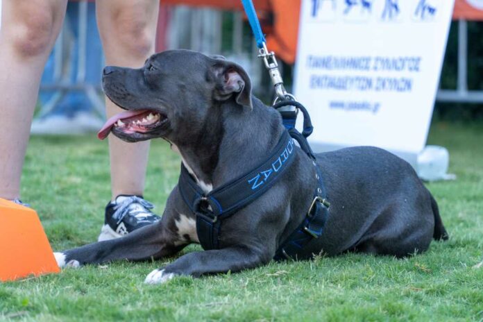 Woof festival