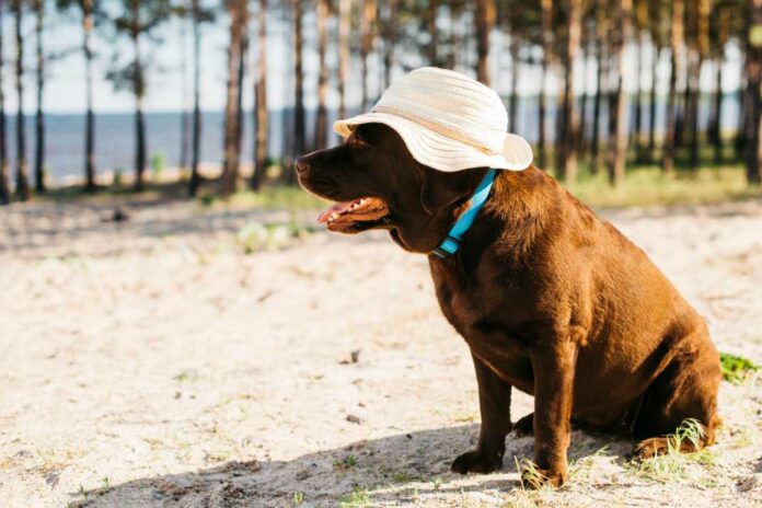 Top Dog