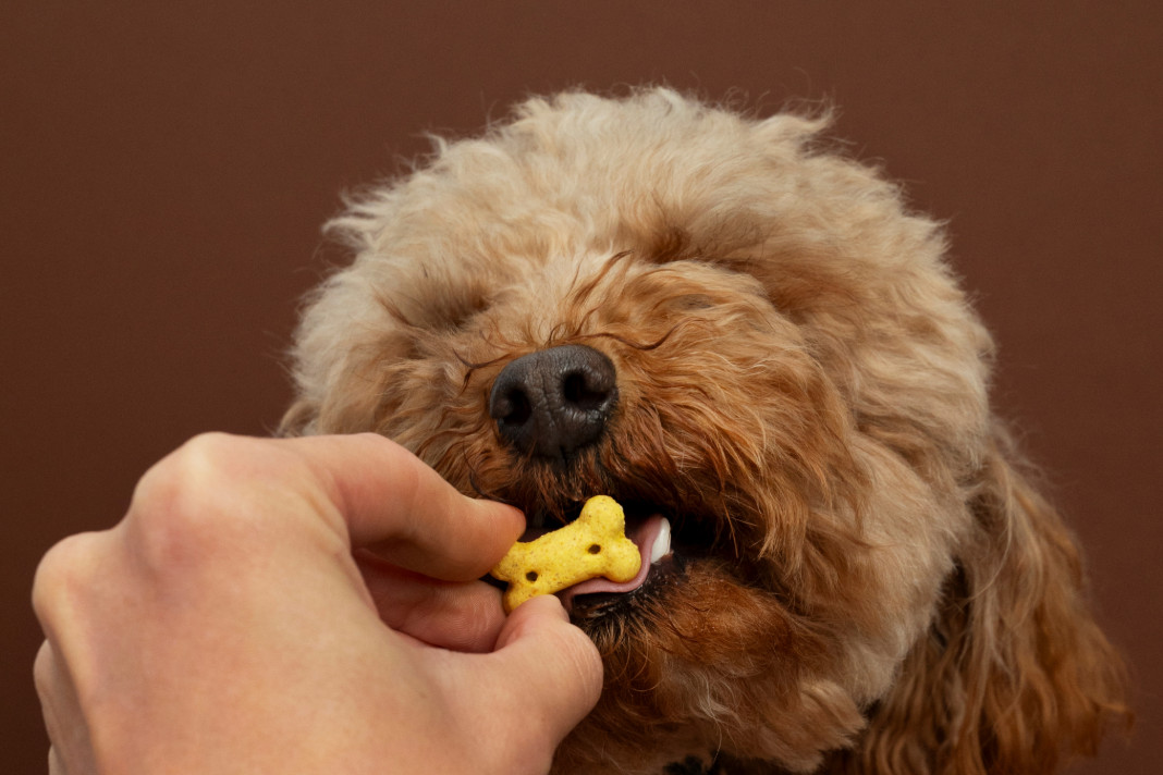 PetshopMarket-anaklisi-snak-kindynos-gia-katoikidia-kai-kidemones-1 Ανάκληση σνακ