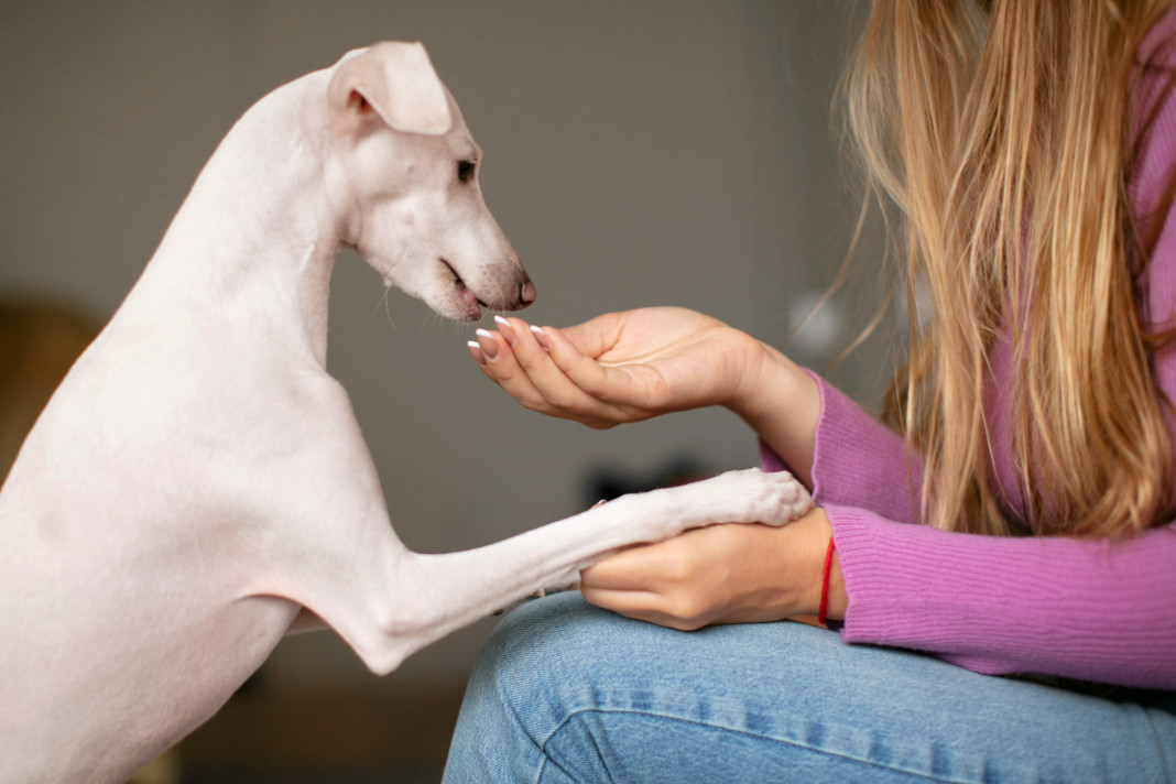PetshopMarket-katoikidia-kai-katanalotes-taseis-gia-to-2026-1 Κατοικίδια και καταναλωτές