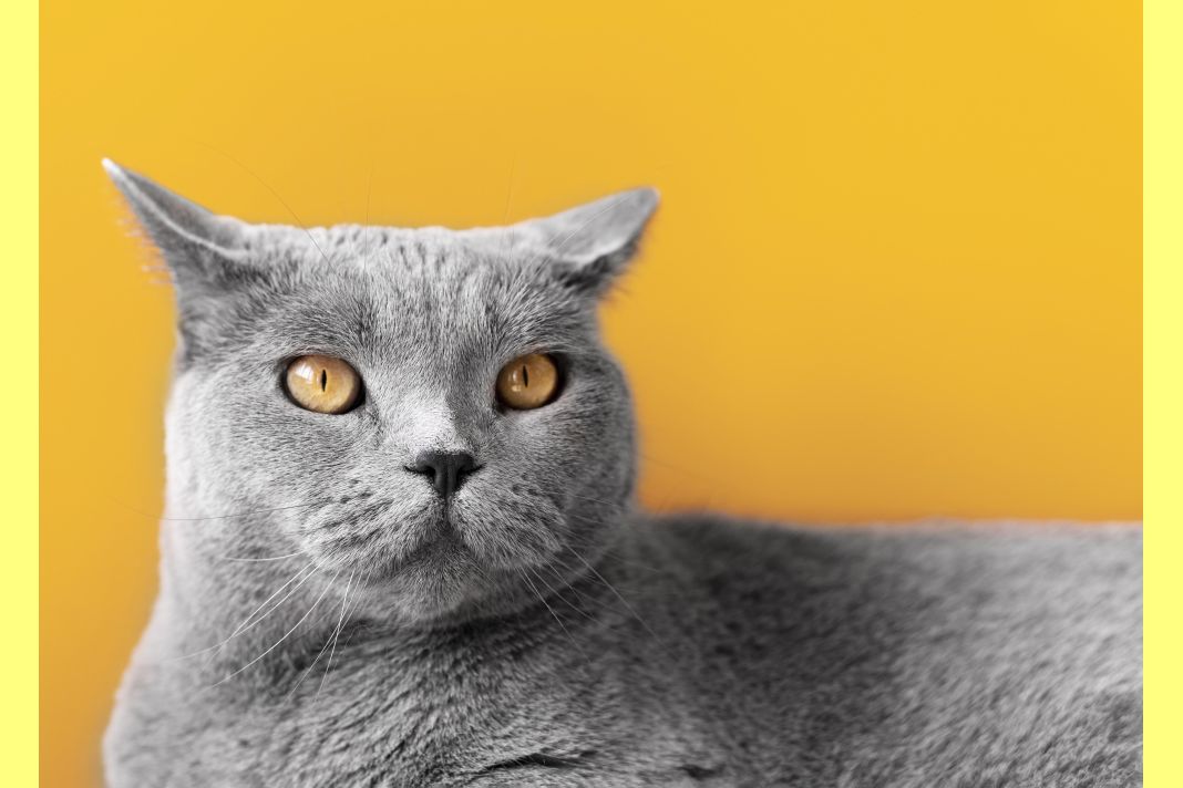 PetshopMarket-anodos-sti-zitisi-gia-trofes-gaton-1 Τροφές γατών