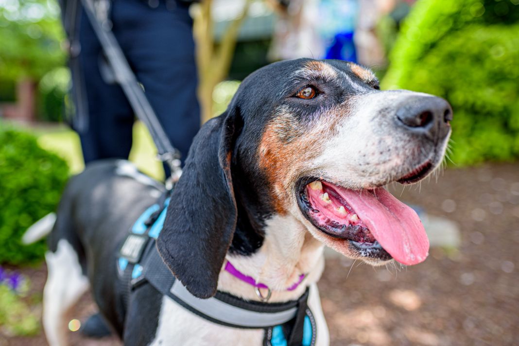 PetshopMarket-elegchoi-se-zoa-syntrofias-stin-komotini-1 Έλεγχοι σε ζώα συντροφιάς