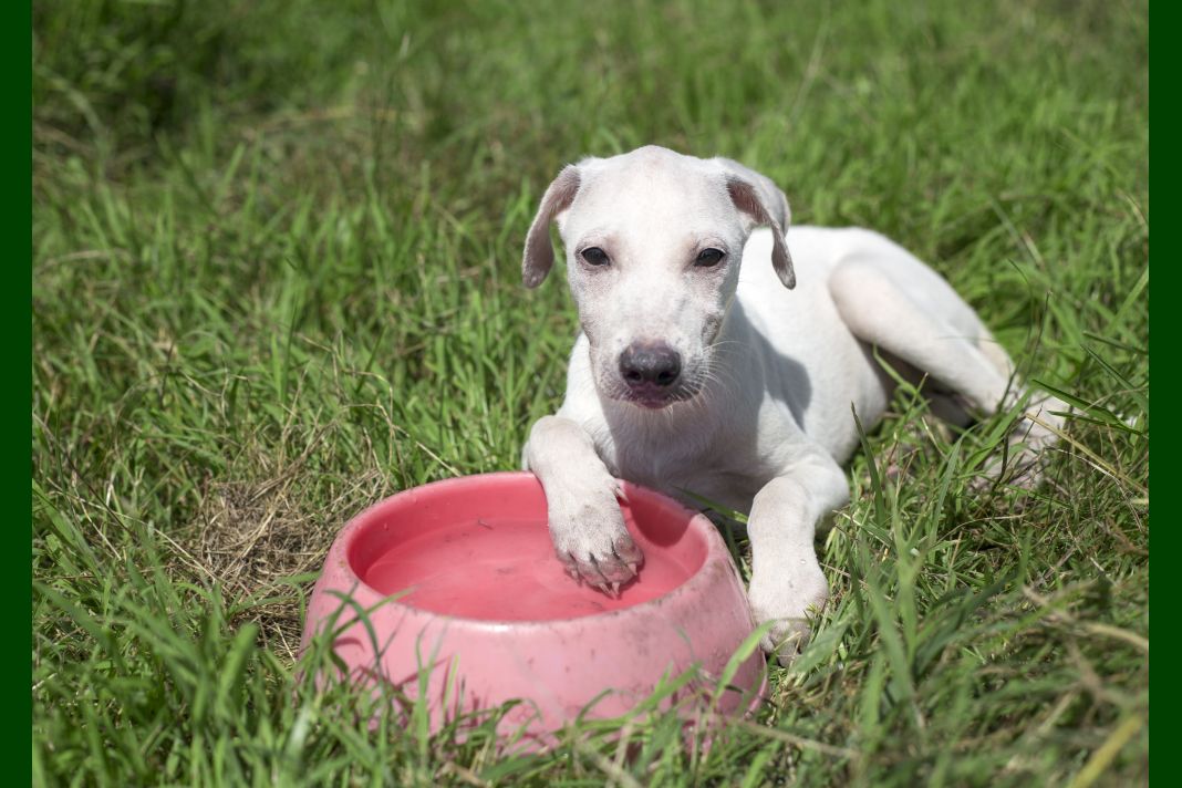 Dog Animal Breed Mammal Outdoors Pet Canine Φρέσκες τροφές σκύλων