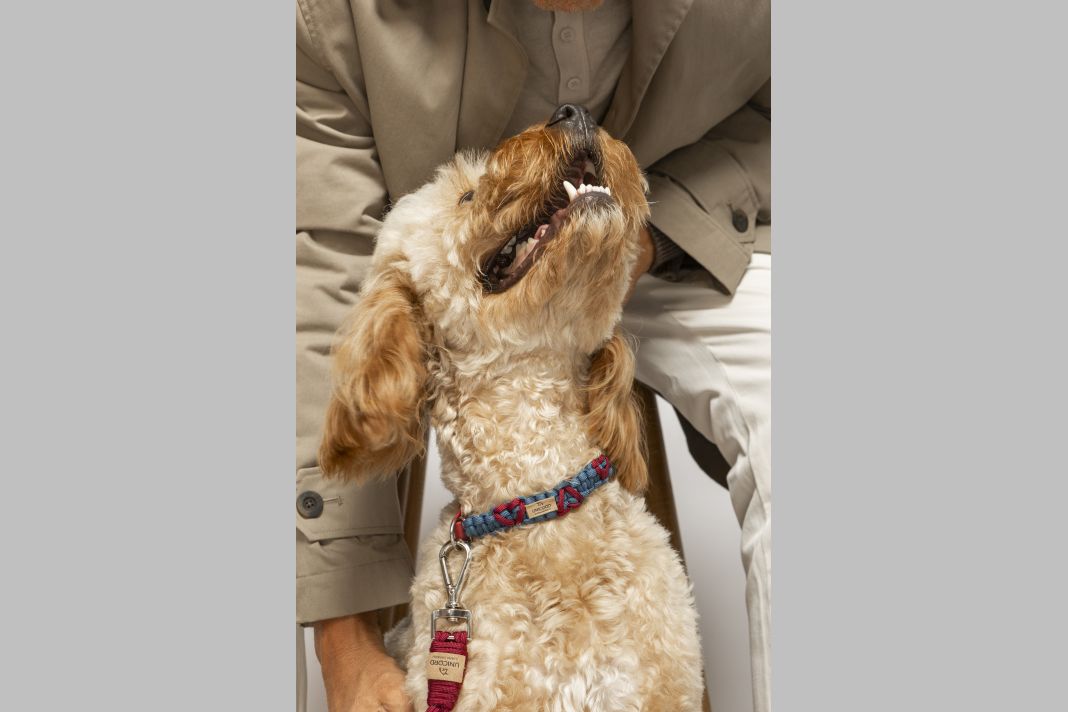 Κολάρo για σκύλους