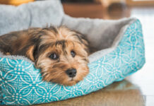 Κρεβάτια κατοικίδιων: Μια αγορά με υψηλή ζήτηση Κρεβάτια κατοικίδιων