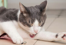 Άνοδος στην αγορά προϊόντων δέρματος και τριχώματος Αγορά προϊόντων δέρματος και τριχώματος