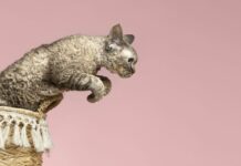 CBD/CBDA για γάτες με προβλήματα κινητικότητας Προβλήματα κινητικότητας γάτες