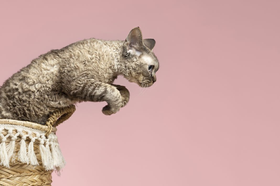 PetshopMarket-cbd-cbda-gia-gates-me-provlimata-kinitikotitas-1 Προβλήματα κινητικότητας γάτες