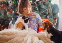 Δώρα για κατοικίδια: Σταθερή η ζήτηση στις γιορτές Δώρα για κατοικίδια