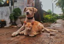 Ευρωπαϊκά πρότυπα για την ευζωία σκύλων και γατών Ευζωία σκύλων και γατών