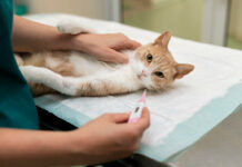 Γάτα στον κτηνίατρο: Οδηγός για μια θετική εμπειρία Γάτα στον κτηνίατρο