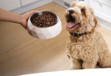 Η Hill’s αναβαθμίζει τη σειρά Science Plan Hill’s