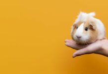 Μικρά κατοικίδια: Ευκαιρίες στην ευρωπαϊκή αγορά Μικρά κατοικίδια