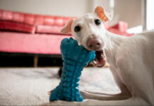 Παιχνίδια κατοικίδιων: Τι ανησυχεί τους κηδεμόνες Παιχνίδια κατοικίδιων