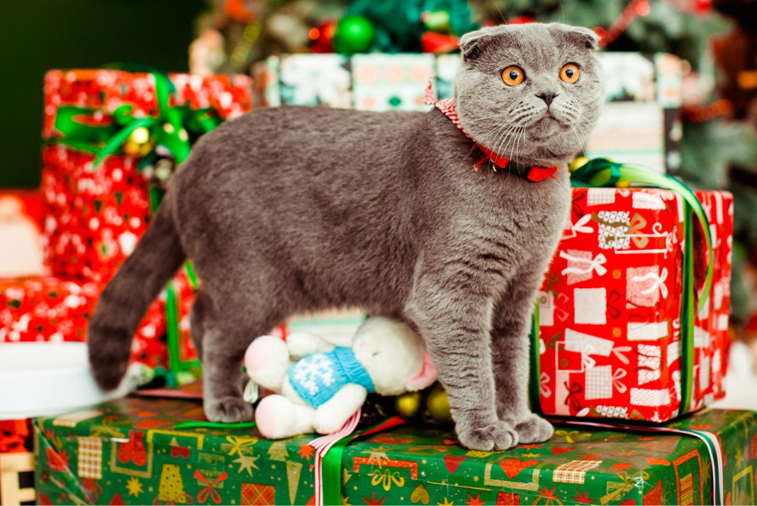 PetshopMarket-pet-shops-kai-eortastiki-sezon-odigos-2025-2026-1 Pet shops εορταστική σεζόν