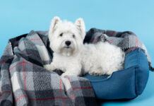 Pet shops: Τα προϊόντα με υψηλή ζήτηση τον χειμώνα Pet shops χειμώνας