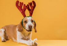 Pet shops: Τρόποι για αύξηση τζίρου τα Χριστούγεννα Pet shops αύξηση τζίρου