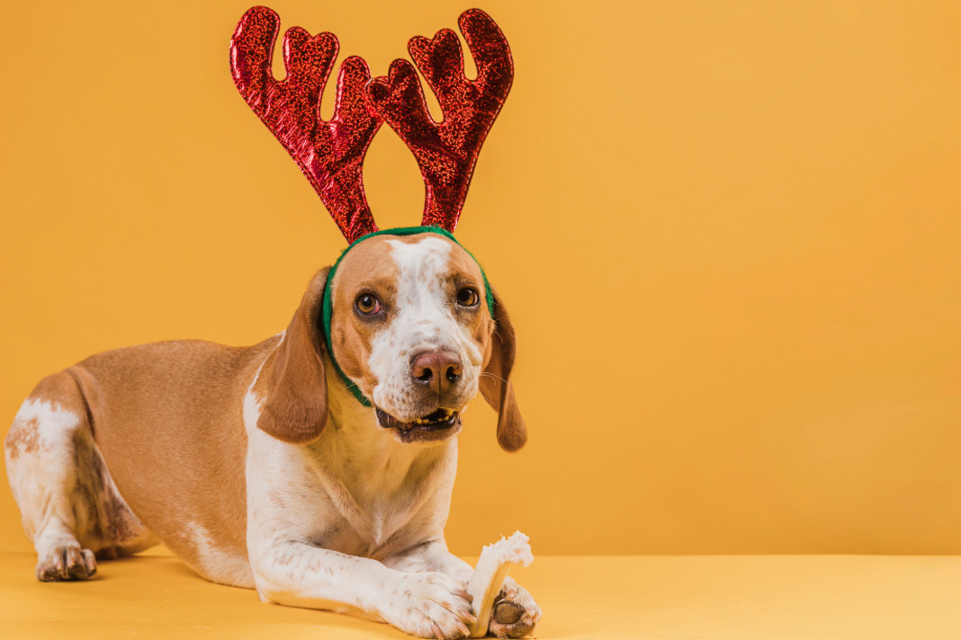 PetshopMarket-pet-shops-tropoi-gia-afxisi-tzirou-ta-christougenna-1 Pet shops αύξηση τζίρου