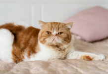 Στα σκαριά η θεραπεία με GLP-1 για υπέρβαρες γάτες Υπέρβαρες γάτες θεραπεία