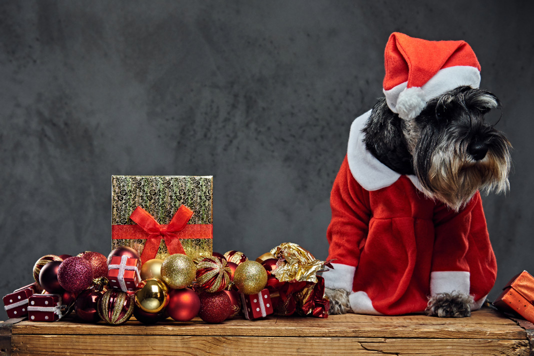 PetshopMarket-ta-proionta-pou-enischyoun-tis-poliseis-ton-giorton-1 Πωλήσεις γιορτών