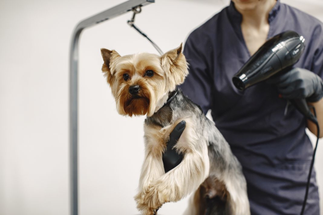 Yorkshire terrier getting procedure at the groomer Τάσεις καλλωπισμού 2026