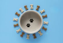 Το μπολ τροφής επηρεάζει την υγεία των κατοικίδιων Μπολ τροφής υγεία κατοικίδιων