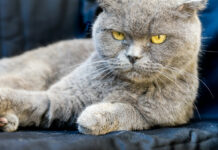 10 εκνευριστικές συνήθειες πελατών στα pet shops Συνήθειες πελατών pet shops