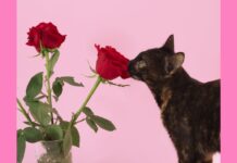 Άγιος Βαλεντίνος και κατοικίδια: Ζήτηση για δώρα Άγιος Βαλεντίνος και κατοικίδια