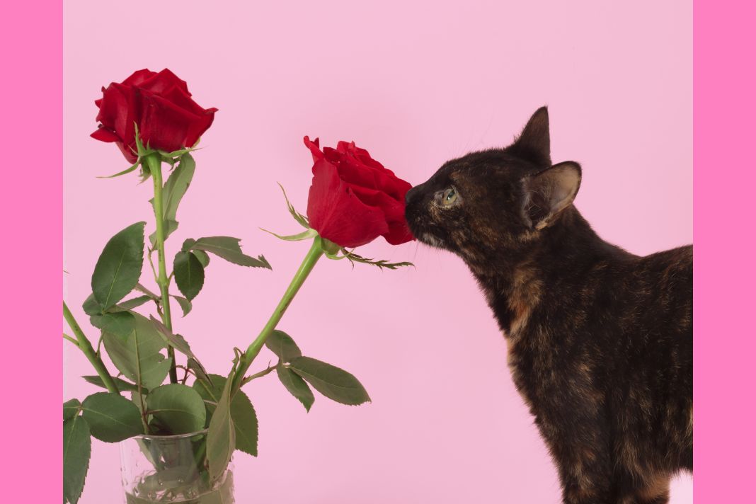 Closeup shot of a brown cat and roses on pink background Άγιος Βαλεντίνος και κατοικίδια