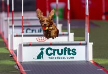 Crufts 2026: Η μεγαλύτερη έκθεση σκύλων στον κόσμο Crufts