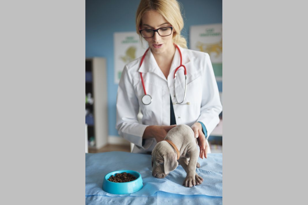 Dog eating from the bowl Φρέσκες τροφές σκύλων