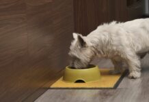 FSA: Κίνδυνοι από ωμές τροφές για κατοικίδια Ωμές τροφές για κατοικίδια