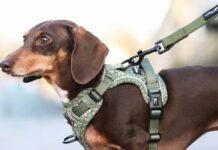 Laura Ashley: Επέκταση στον κλάδο των κατοικίδιων Laura Ashley