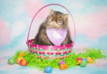 Πασχαλινά 2026: Προϊόντα κατοικίδιων για pet shops Πασχαλινά προϊόντα κατοικίδιων