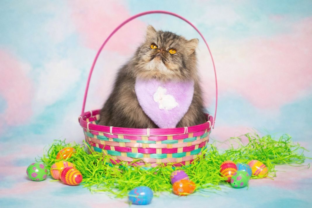 PetshopMarket-paschalina-2026-proionta-katoikidion-gia-pet-shops-1 Πασχαλινά προϊόντα κατοικίδιων