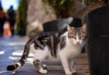 Τουρκία: Οι ευκαιρίες στην αγορά κατοικίδιων Αγορά κατοικίδιων Τουρκία