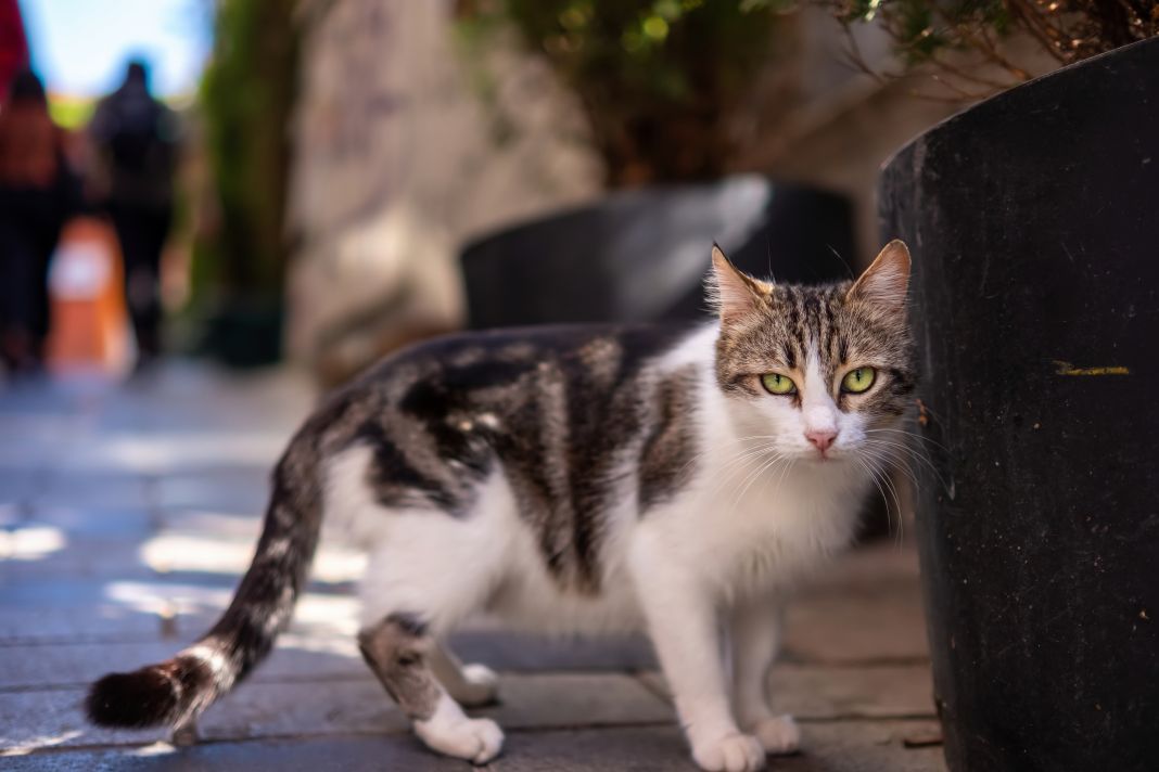 Local stray cat with stripes resting on the Turkish street in the daylight and looking confidently at the camera Αγορά κατοικίδιων Τουρκία