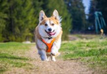 Τροφές κατοικίδιων: Διπλασιασμός αγοράς έως το 2035 Τροφές κατοικίδιων