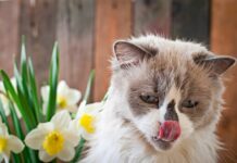 Αυξημένη ζήτηση για προϊόντα κατά των δηλητηριάσεων Προϊόντα κατά των δηλητηριάσεων