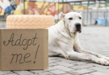 Έκθεση Hill’s: Εμπόδια στην υιοθεσία σκύλων Έκθεση Hill’s υιοθεσία σκύλων