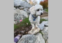 H Pedigree ανακηρύσσει το σκύλο διάσωσης της χρονιάς Pedigree