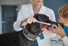 Οδοντική υγεία κατοικίδιων: Τάσεις και προϊόντα Οδοντική υγεία κατοικίδιων