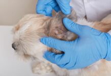 Παράσιτα στα κατοικίδια: Σημαντική η πρόληψη Παράσιτα στα κατοικίδια