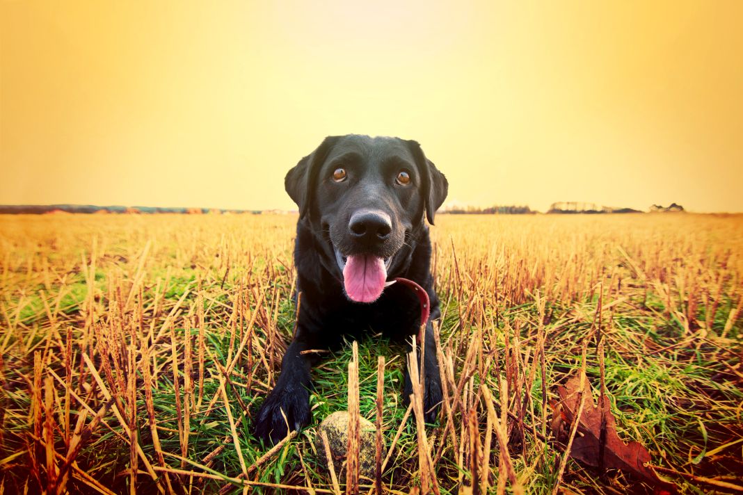 Happy black labrador. Πλάσμα κινητικότητα σκύλων
