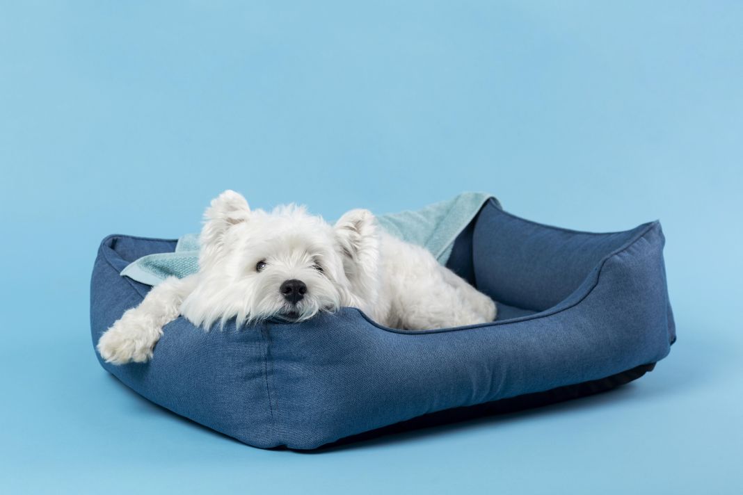 PetshopMarket-sto-33-o-plithorismos-ston-klado-ton-katoikidion-1 Πληθωρισμός στον κλάδο των κατοικίδιων